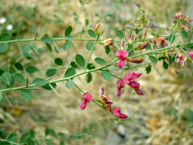 Alhagi pseudoalhagi